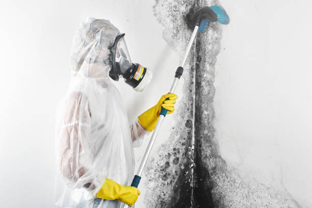 Best Attic Mold Removal  in Kealakekua, HI