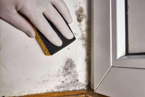 Best Mold Documentation for Insurance Claims  in Kealakekua, HI